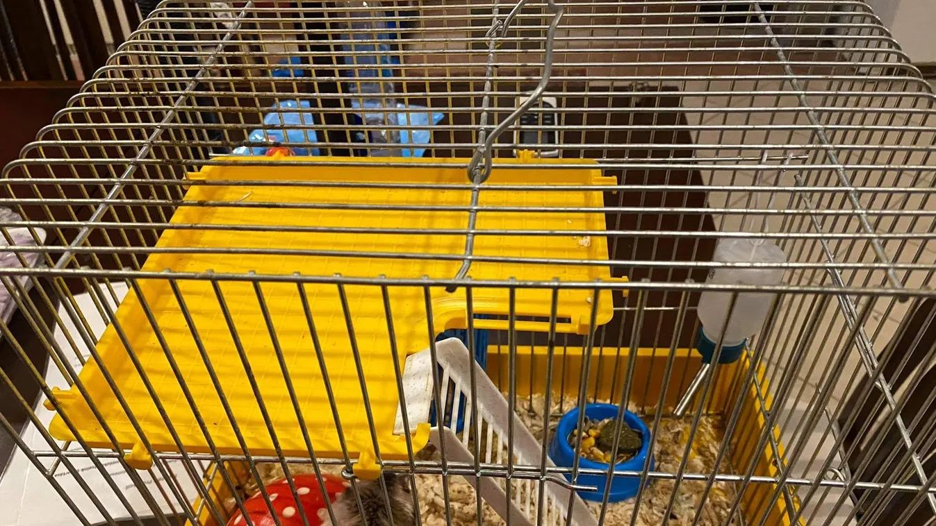 Megható: ők vigyáznak a megkéselt újpesti rendőr kedvencére – fotó