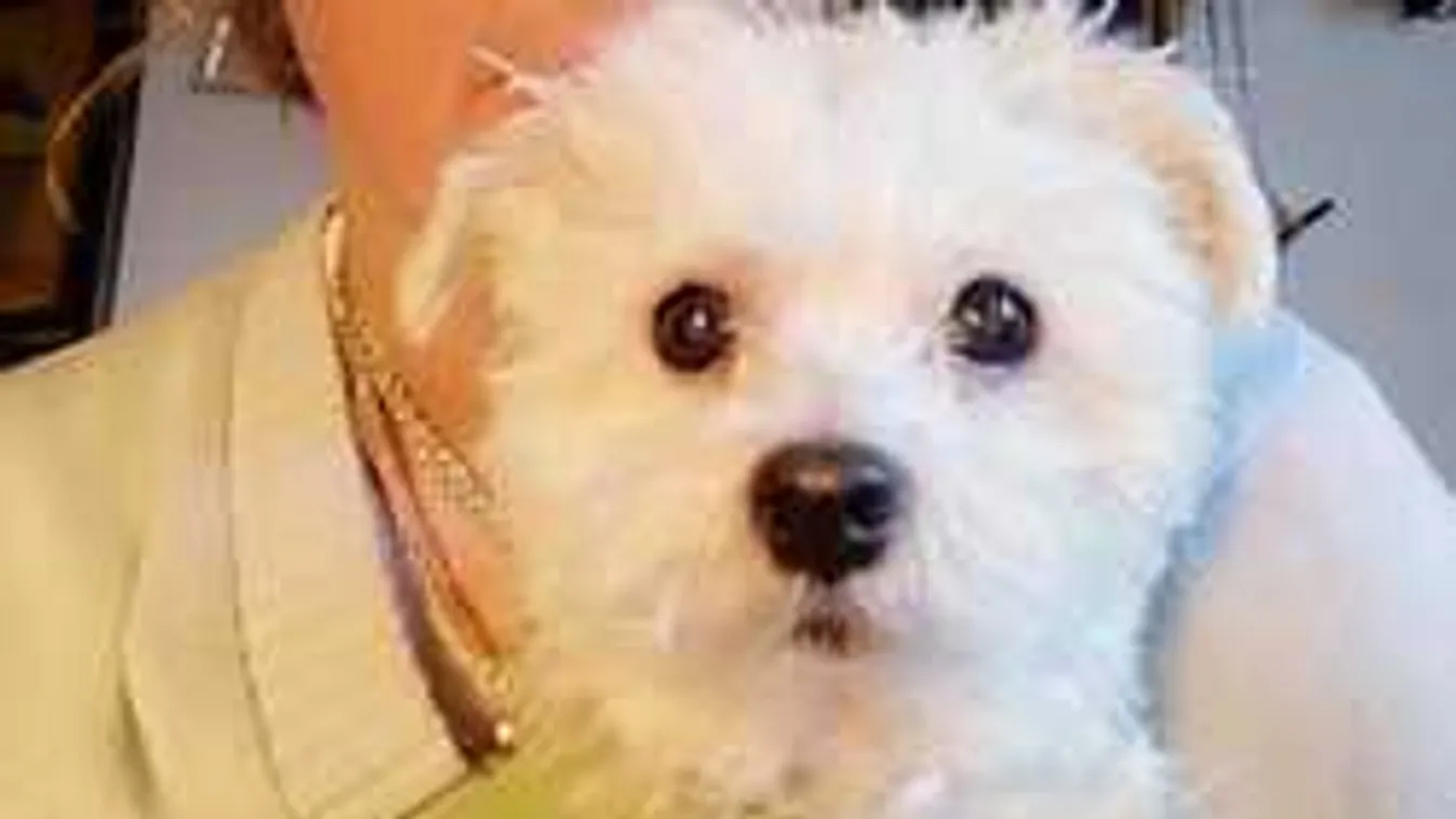 Új otthonra talált a halott gazdáját őrző kutya