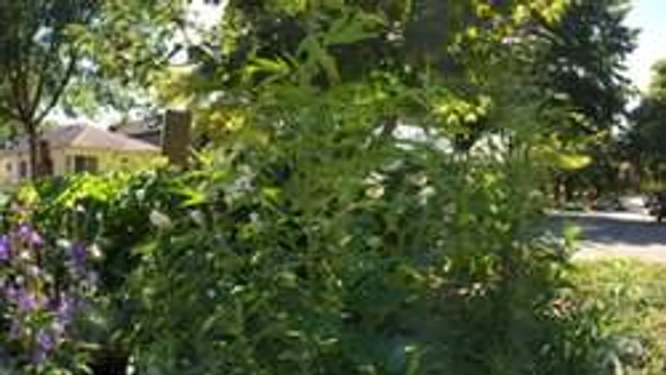 Trükkös: Marihuánát ültettek a körforgalom közepére!