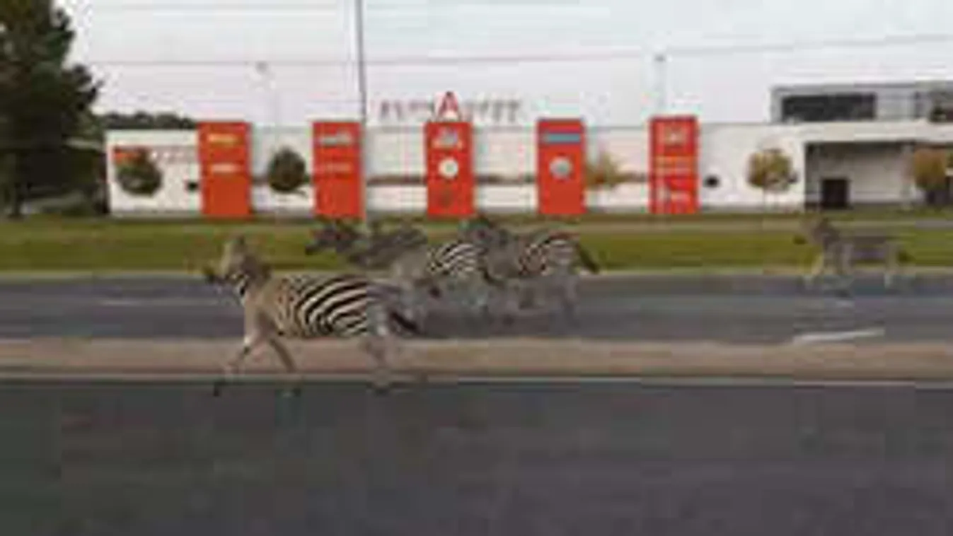 Egy soproni férfi örökítette meg az autók közt száguldó zebrákat