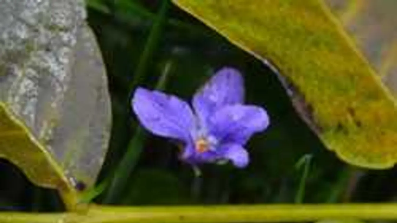 Bizarr természeti jelenség: Szombathelyen és Budapesten is látták