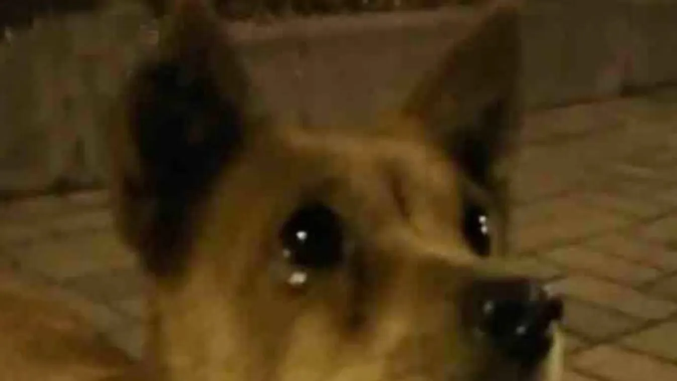 Szívbemarkoló: elsírta magát a kóbor kutya az étel láttán