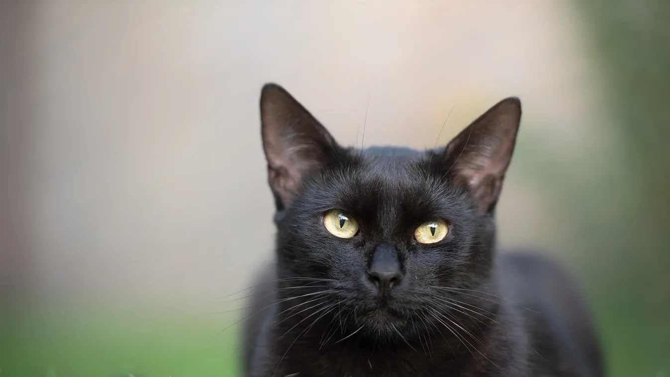 Megáll az ész: fekete macskákból készült italt ajánlanak koronavírus ellen
