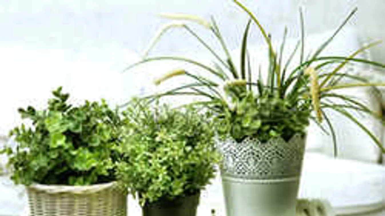 Így öntözd ősszel és télen a szobanövényeket, gyönyörűek lesznek