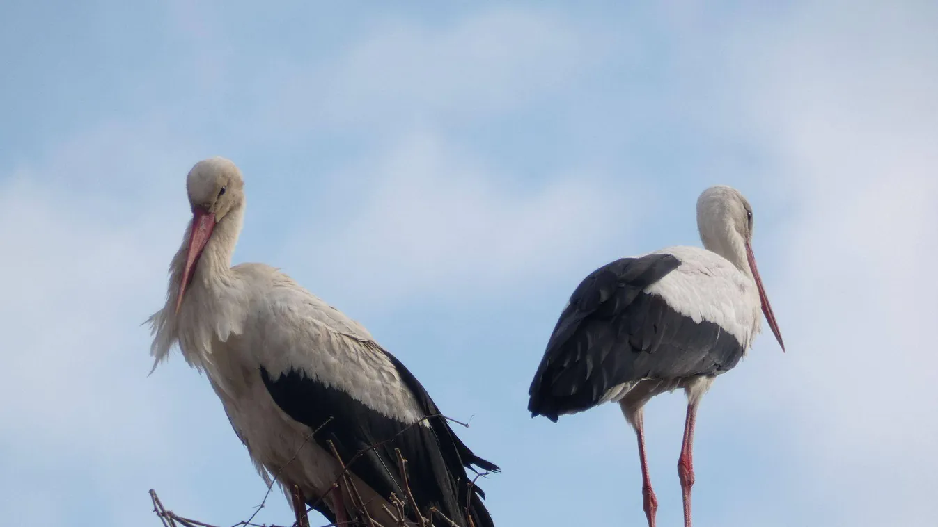 Gólya így még nem rakott fészket – eddig... – fotók