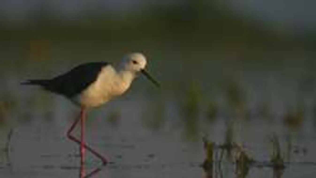 Nem elírás, tényleg ez a szárnyas lett 2019 madara