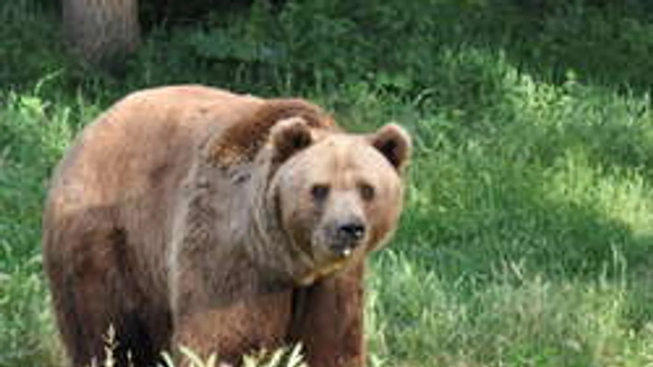 Medvetámadás Turócremetén! Vigyázzanak a túrázók