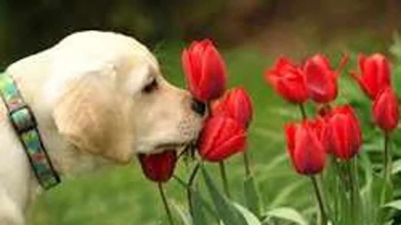 Figyelj, mit ültetsz a kertbe! Ezek a növények megmérgezhetik a kutyád