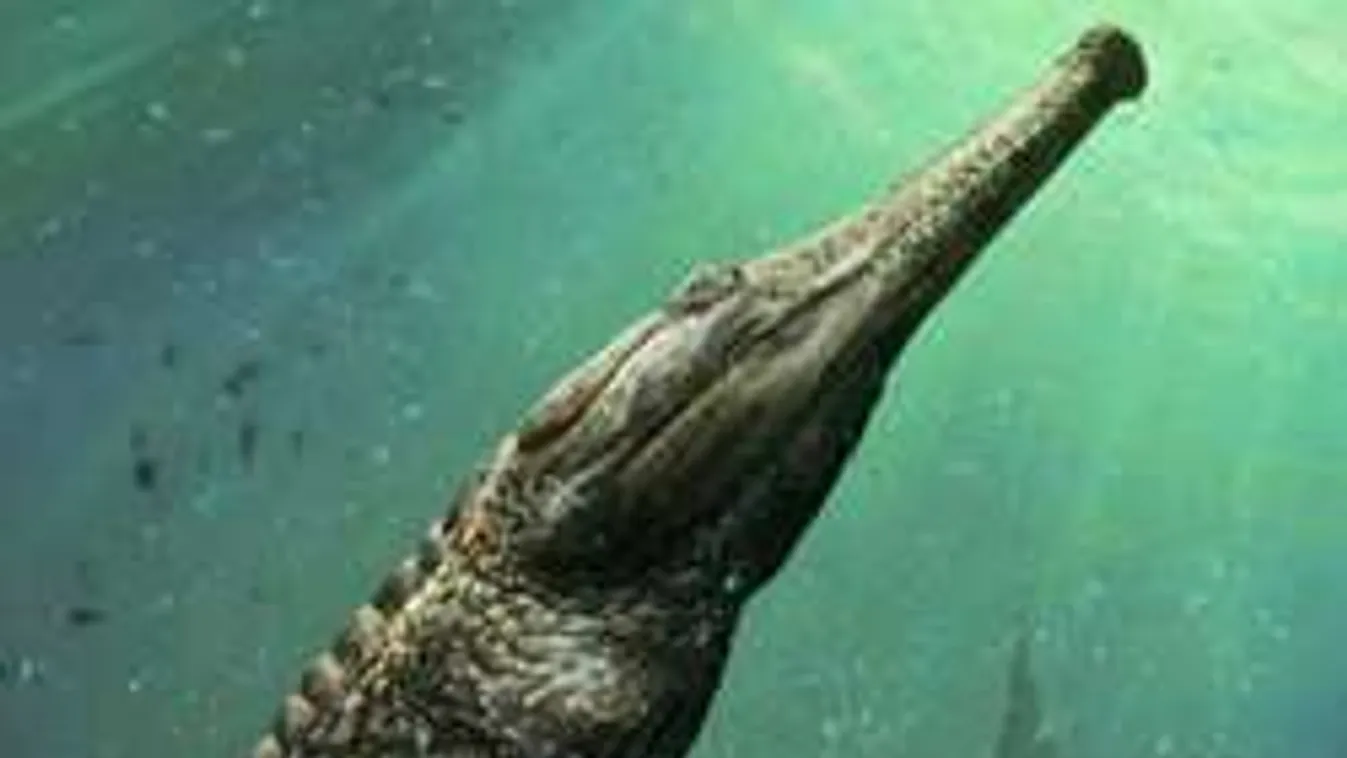 Elképesztő teremtmény maradványaira bukkantak, ilyet még nem láttál!