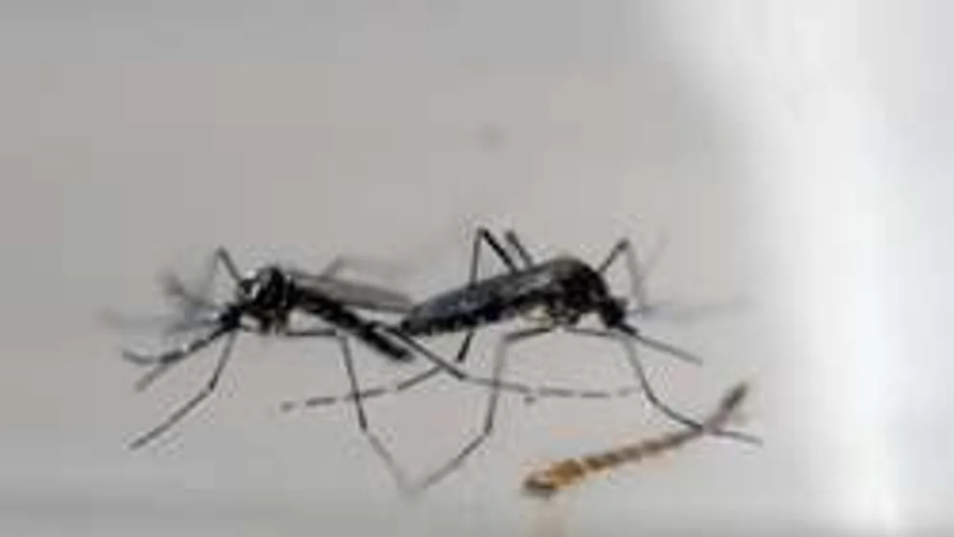 Gond van: rendkívüli sajtótájékoztatót tartottak  a Zika-vírus miatt