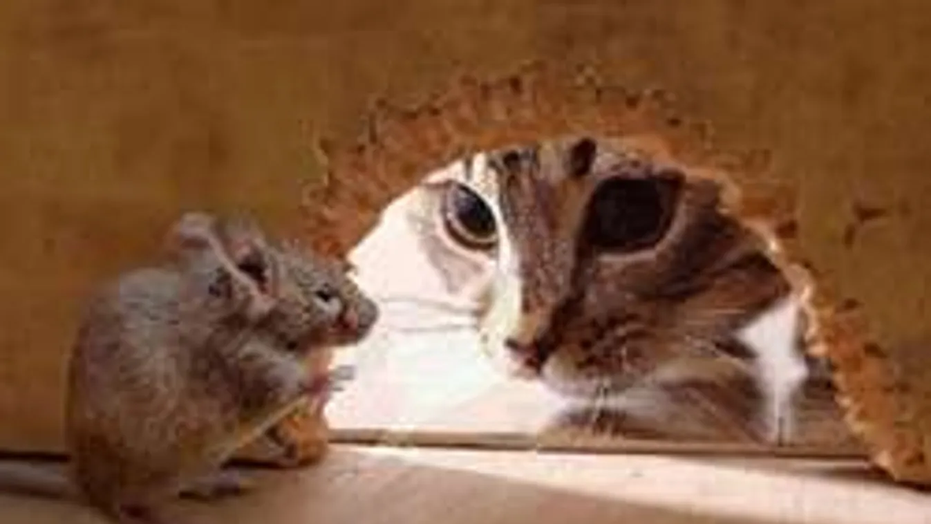 Ekkora maflást még egy macska sem kapott egértől!