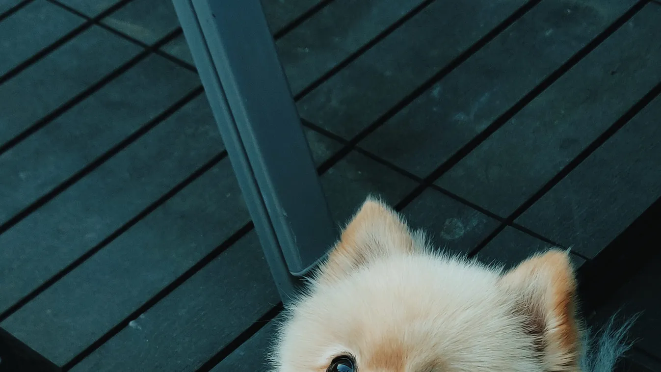 Utazás kisállattal