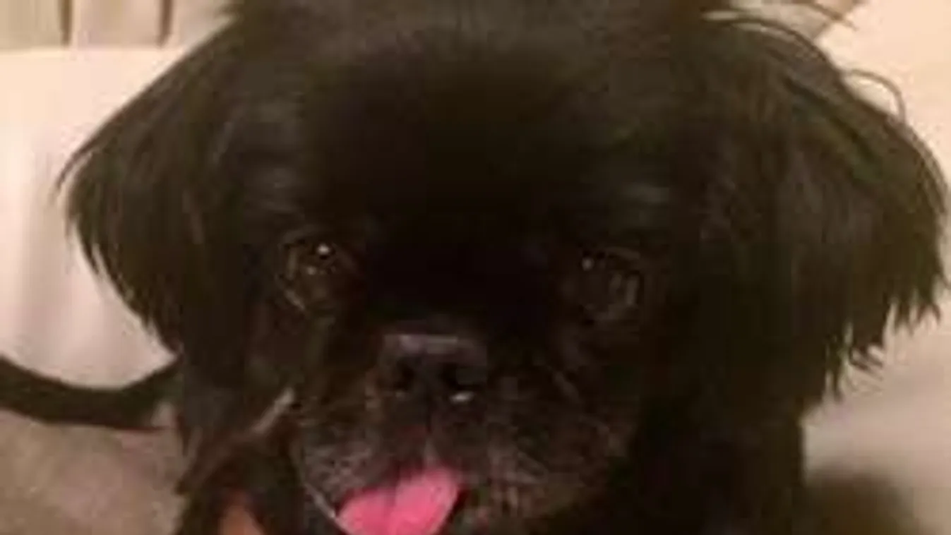 9 ok, amiért néha jobb a háziállat, mint egy pasi!