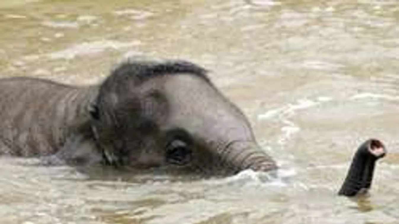 Eszméletlen, mit művel a Városligetben a bébielefánt!