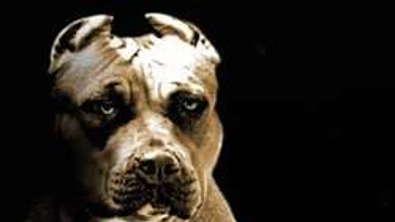 Megvadult kutya harapta le a perverz férfi nemi szervét!