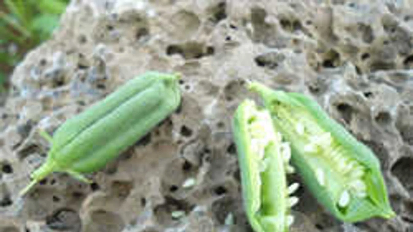 Így néznek ki a kedvenc nasijaink, mielőtt a boltok polcaira kerülnek!