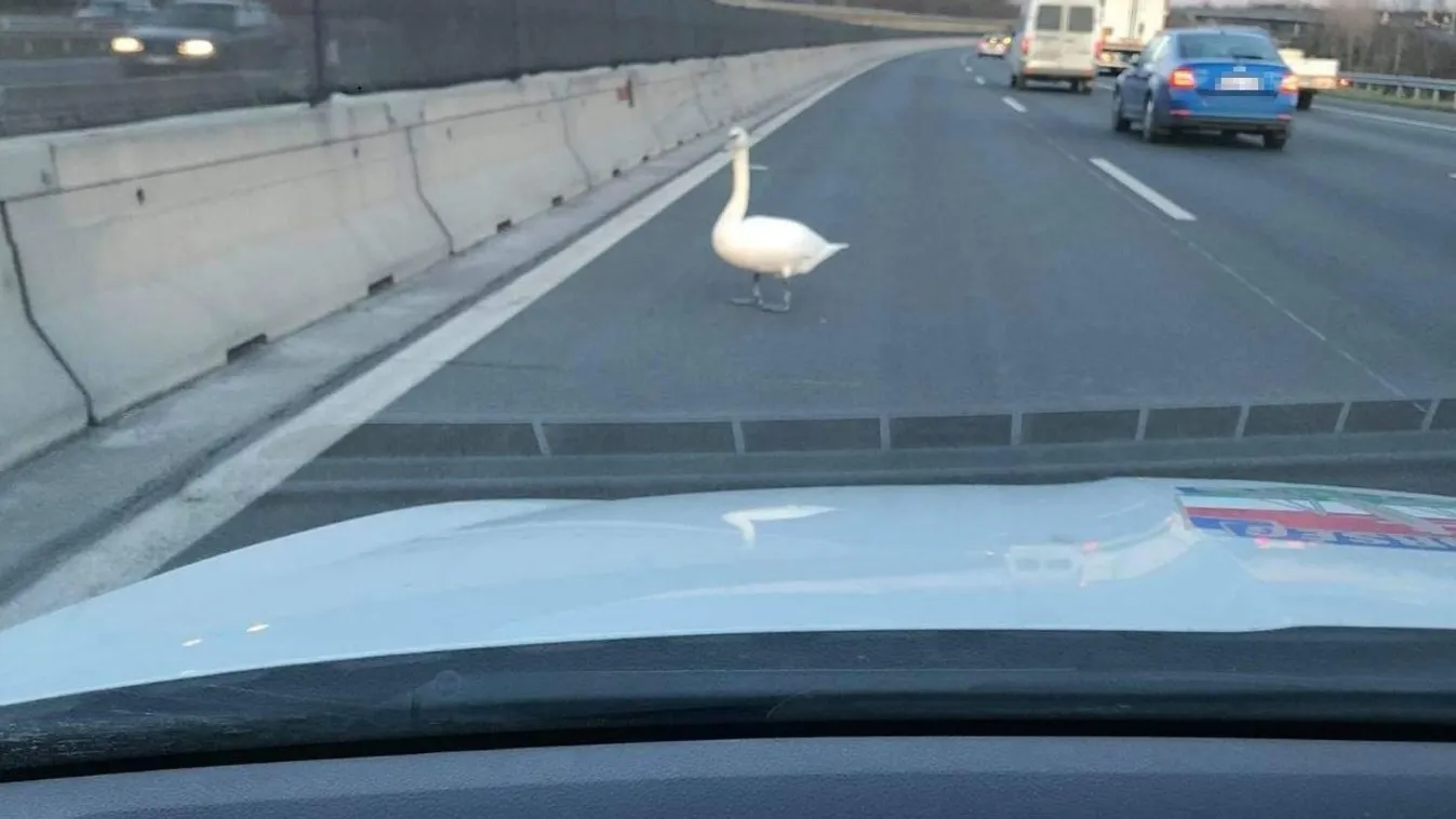 Egy sérült hattyú tévedt az M0-ra, a rendőrök mentették meg a haláltól