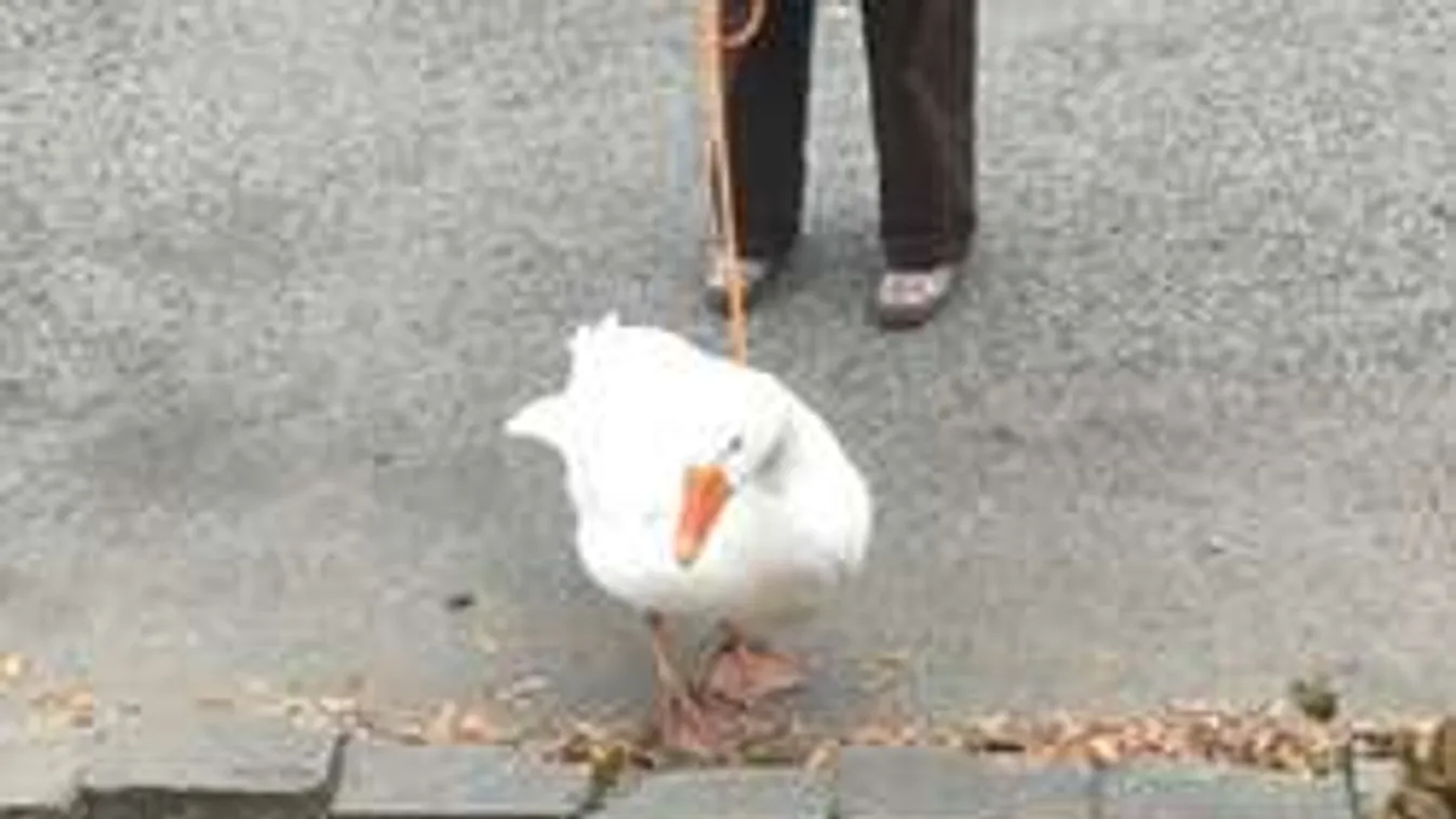 Láttál már ilyet? Különleges állatot sétáltatnak Budapesten!