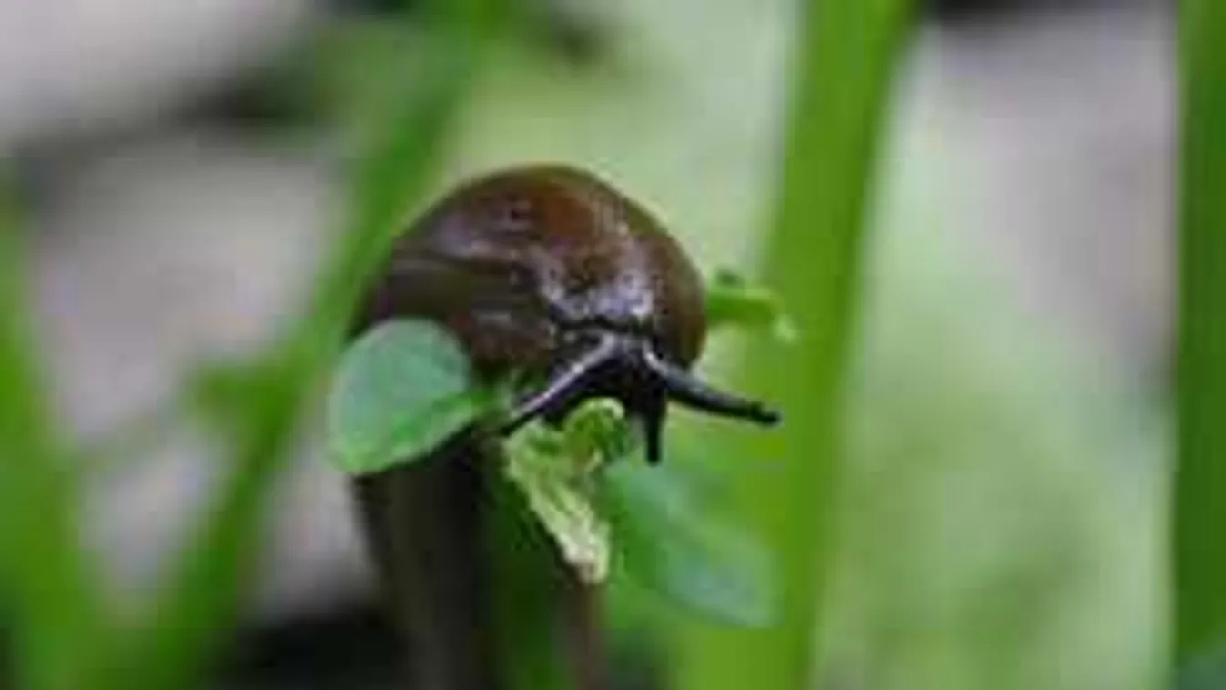 Lerágják a termésed a meztelencsigák? Így szabadulhatsz meg tőlük