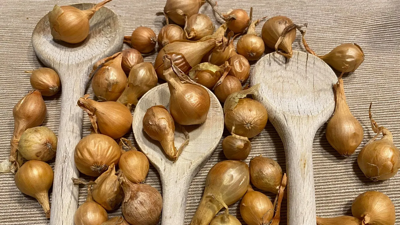 Ezért kell a dughagymához 3 fakanál