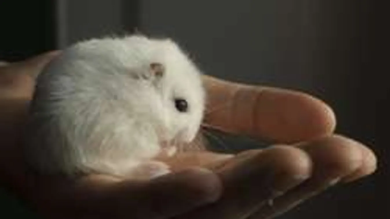 Hörcsög szurkolt a focimeccsen, kiakadtak az állatvédők