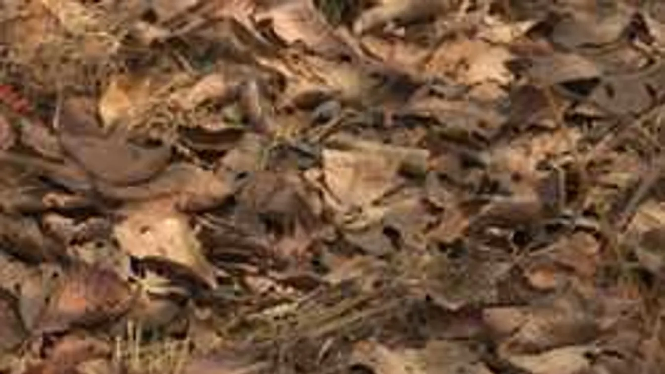 Találd meg a madarat a képen - szinte lehetetlen rábukkanni!