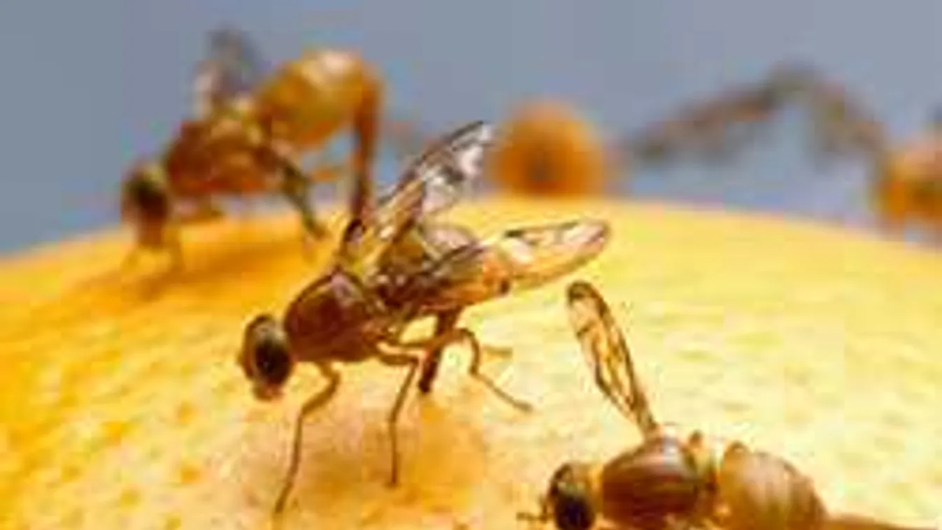 Az idei muslicainvázió maga a pokol! Szerencsére van megoldás, mutatjuk!