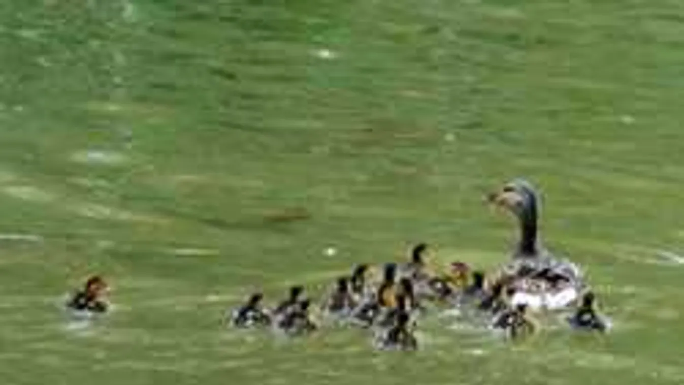 Nem hiszed el, honnan kerültek elő a tóból elszökött tőkés récék