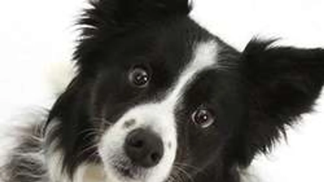 Egy kutya keresi kétségbeesetten halott gazdáját a kórházban...Videó