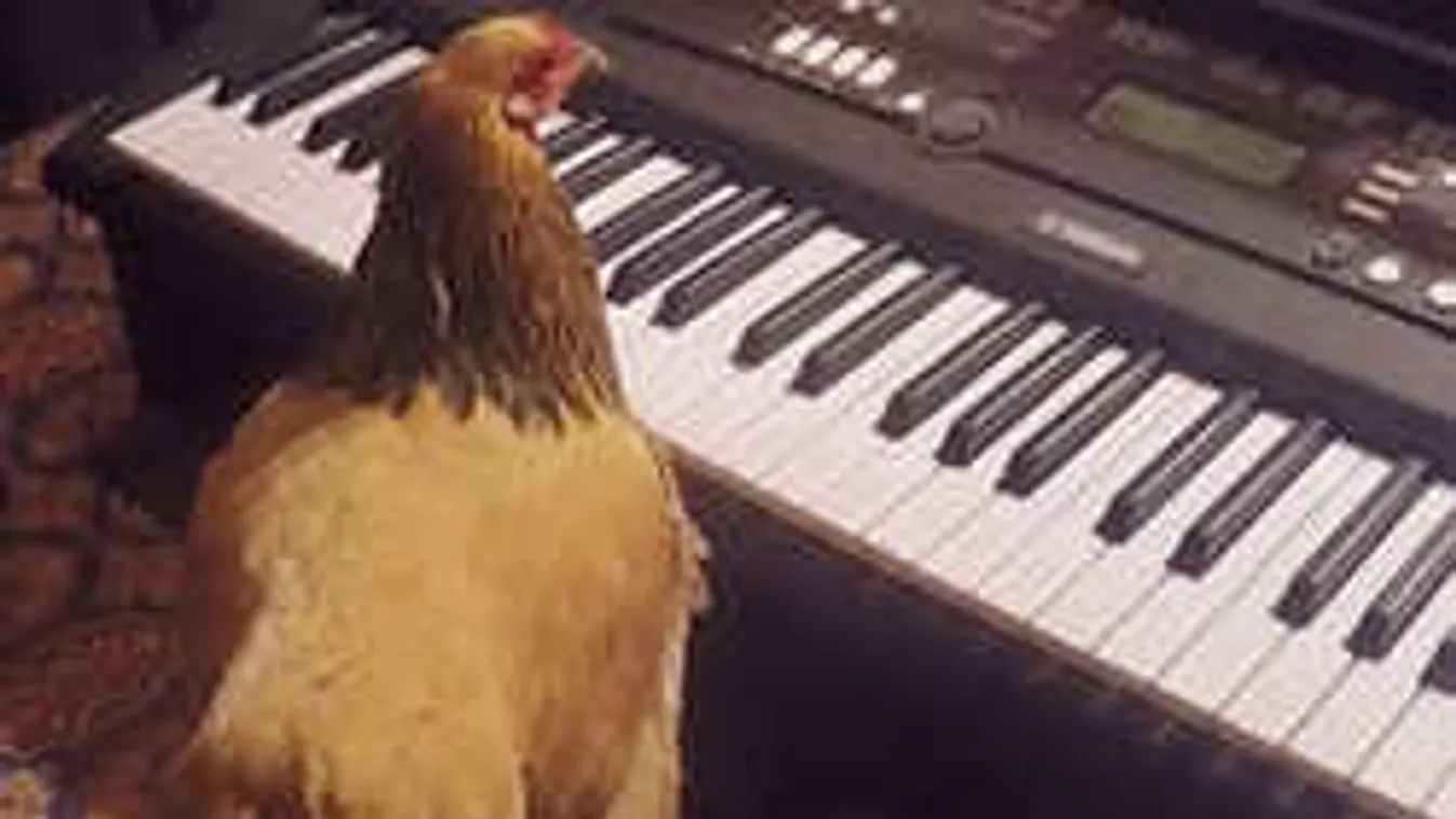 Ez nem hiszed el: Zongorázó csirkén ámul a fél világ!
