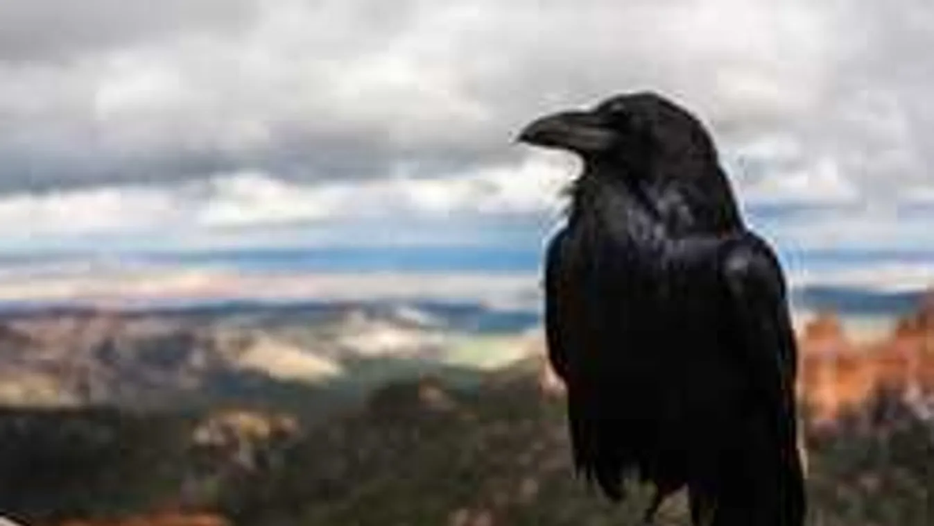 Rettegés Újpalotán: ezért terrorizálják varjak a járókelőket