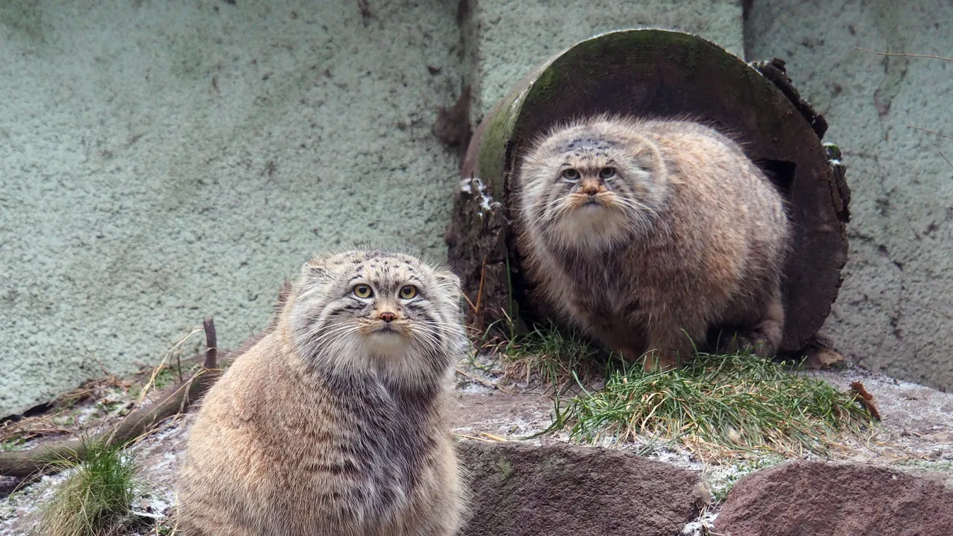 Hoppá! Budapestre költözött Garfield