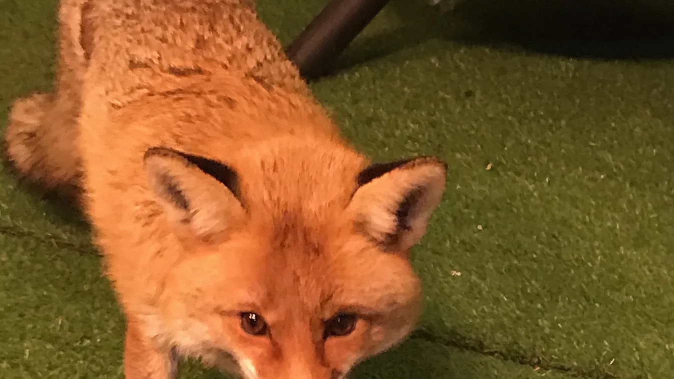 Visszakapta szabadságát az amputált lábú róka