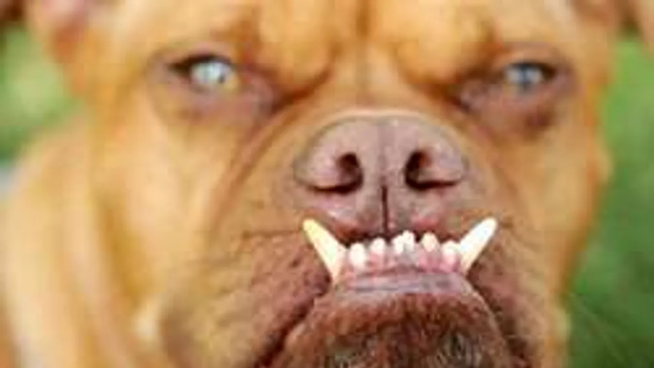 Véres kutyatámadás: Fagyasztóba tették a kisfiú leharapott fülét