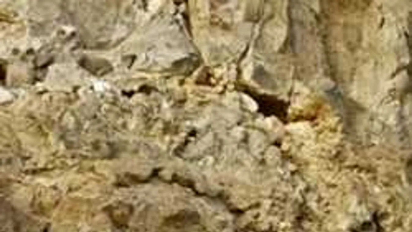 Találd meg az őzgidát a képen: szinte senkinek nem sikerül