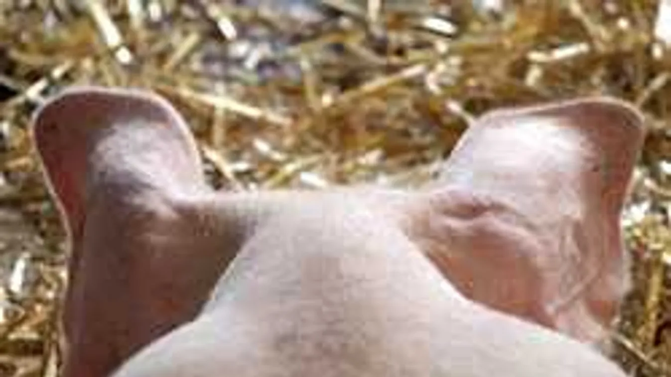 Afrikai sertéspestis ölt Heves megyében