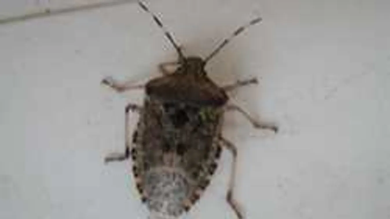 Rejtélyes rovarok bukkantak fel a pesti plázában