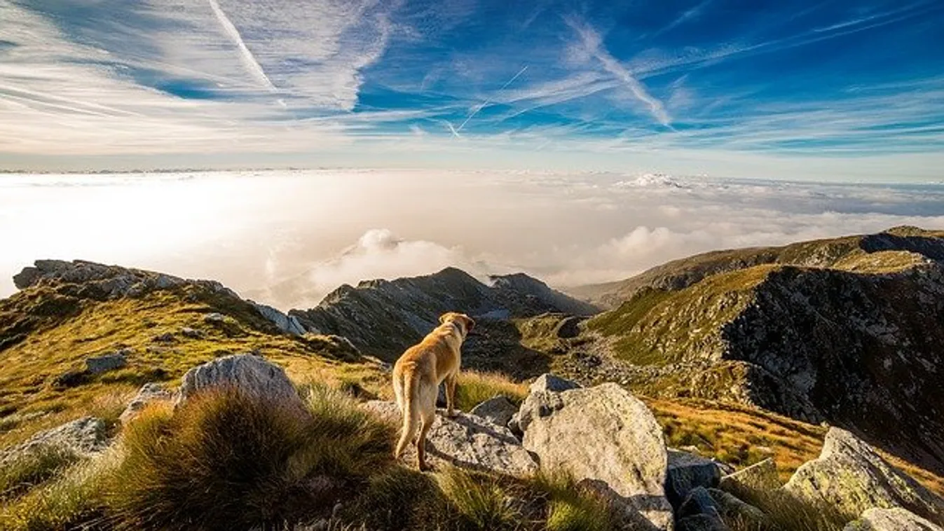 Szívszorító: kutyája őrizte a balesetet szenvedett turista holttestét a Magas-Tátrában