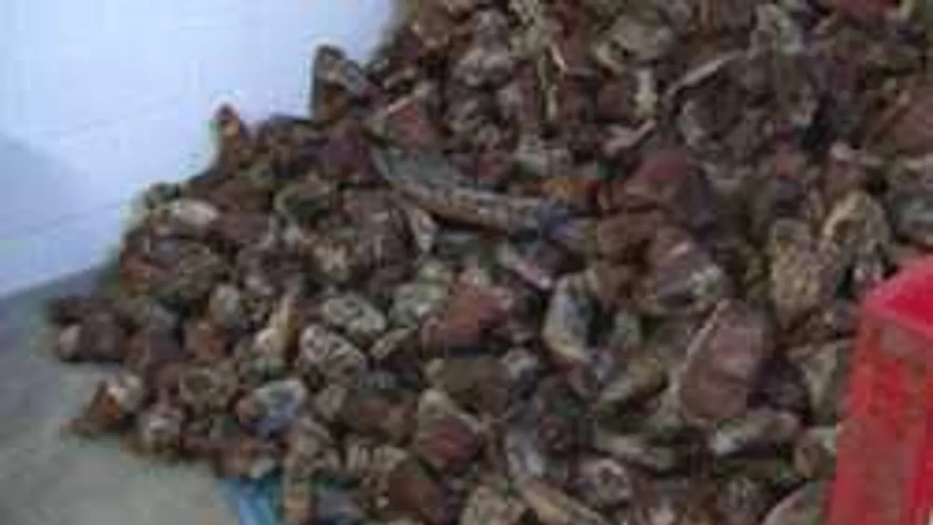 Elborzadtak az ellenőrök, amikor beléptek a kaposvári húsüzembe