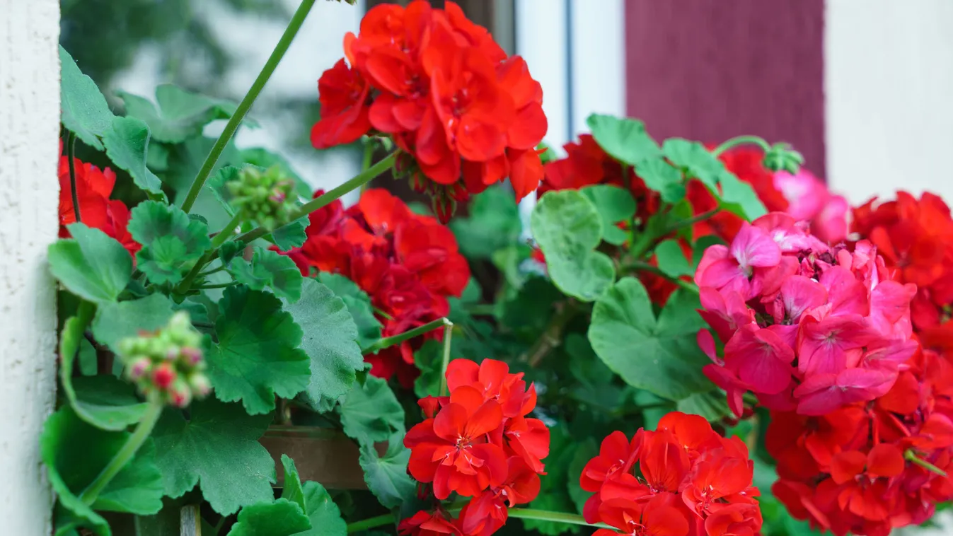 geranium flowers