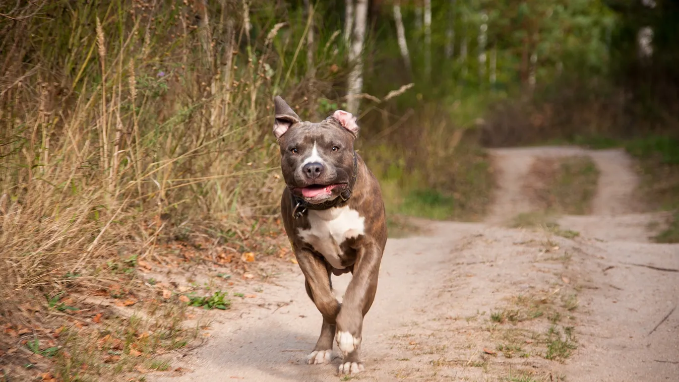 Megáll az ész: hatéves kisfiút mart halálra a kóbor kutya