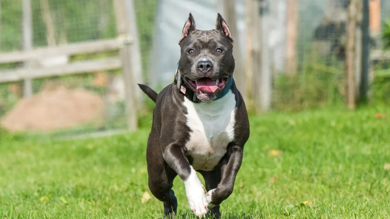 Kiszöknek és gyilkolnak éjszaka a karádi kutyák