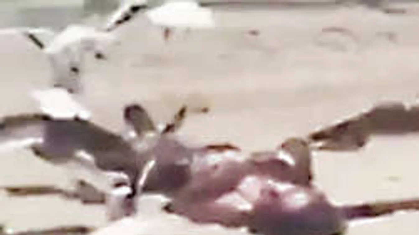 Durva videó: Éhes sirályok támadták meg a bikiniben napozó lányt