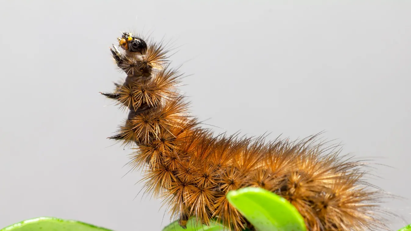 Szörnyű: egy veszélyes rovar miatt került életveszélybe egy kislány – fotók