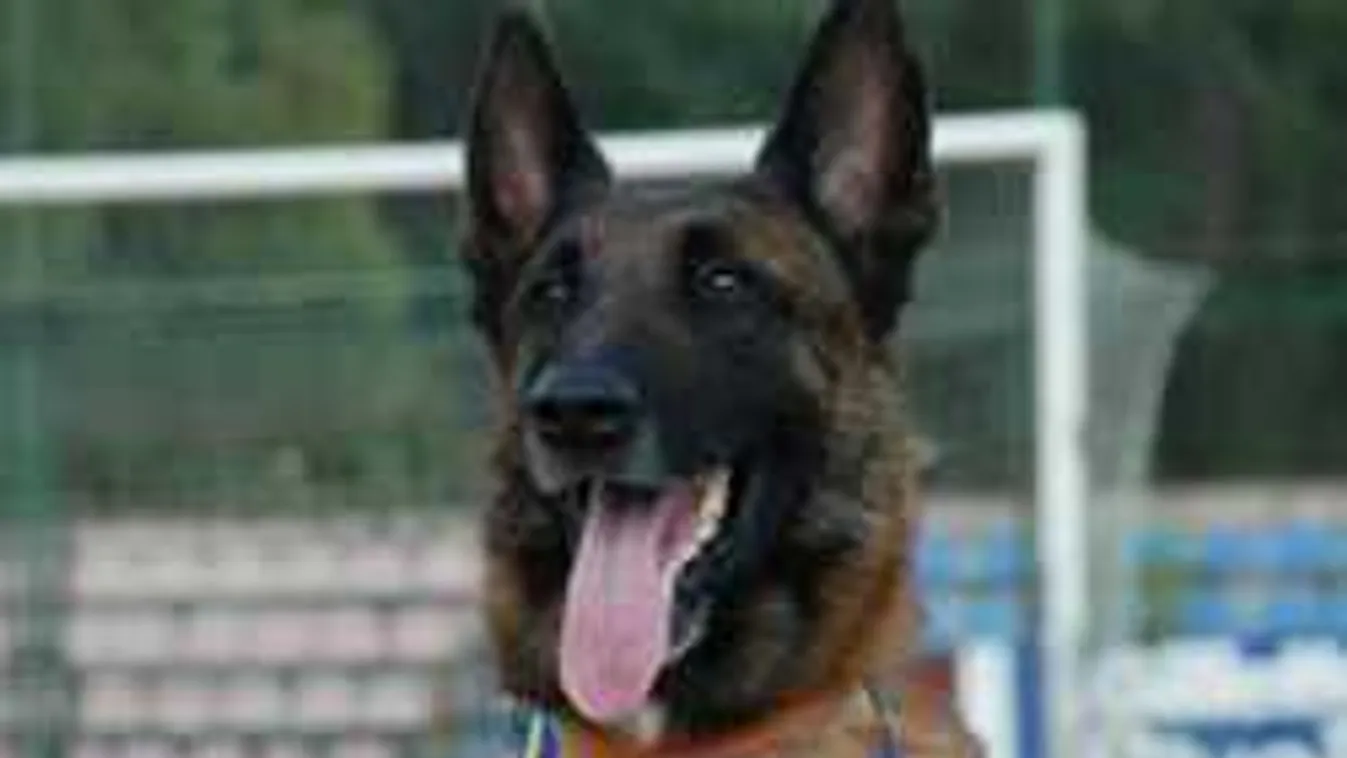 Így búcsúztak el az ország legsikeresebb mentőkutyájától