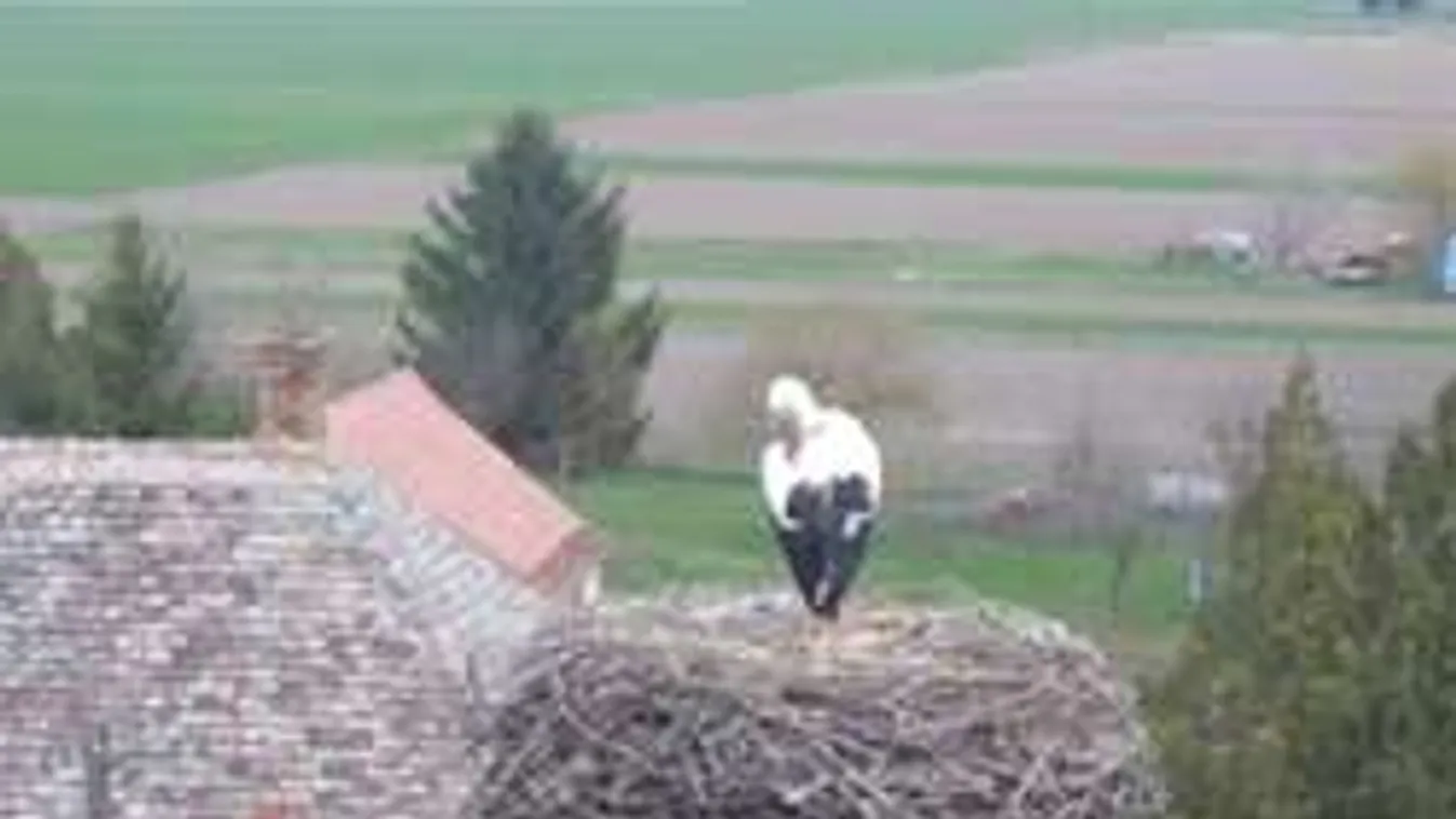 Felháborító: Ezért tudták brutálisan kivégezni a jászapáti gólyát!