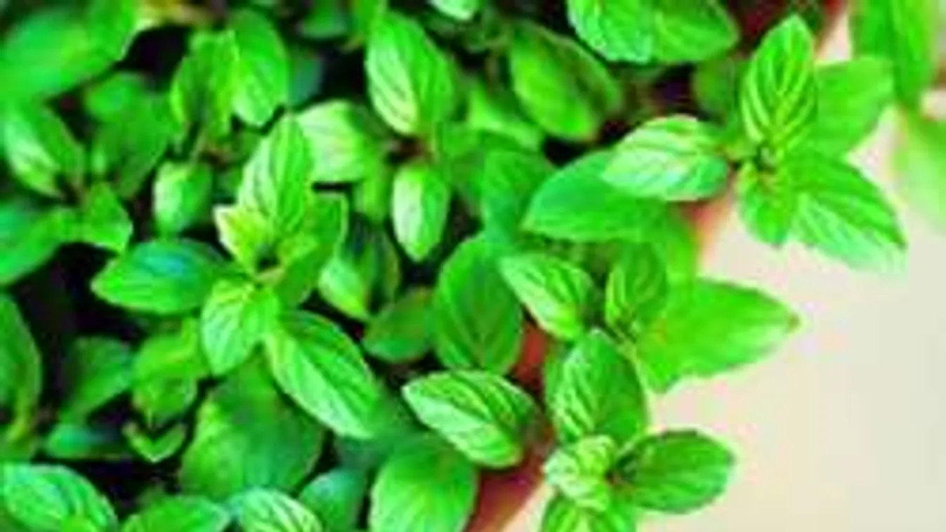 Ezért használj zöldfűszereket!