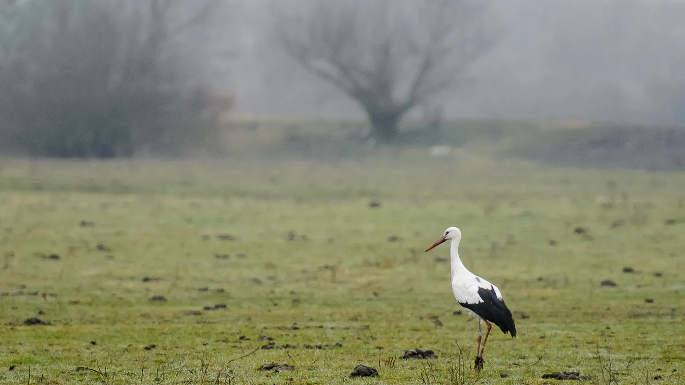 Később indultak útnak idén a költöző madarak, megvan az oka