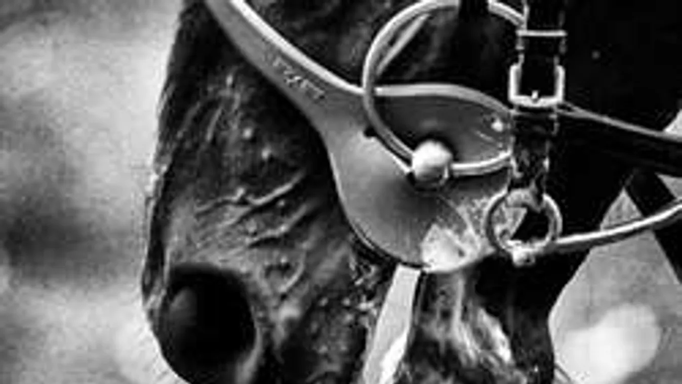 Bosszút állt a ló, halálra taposta állatkínzó lovasát!