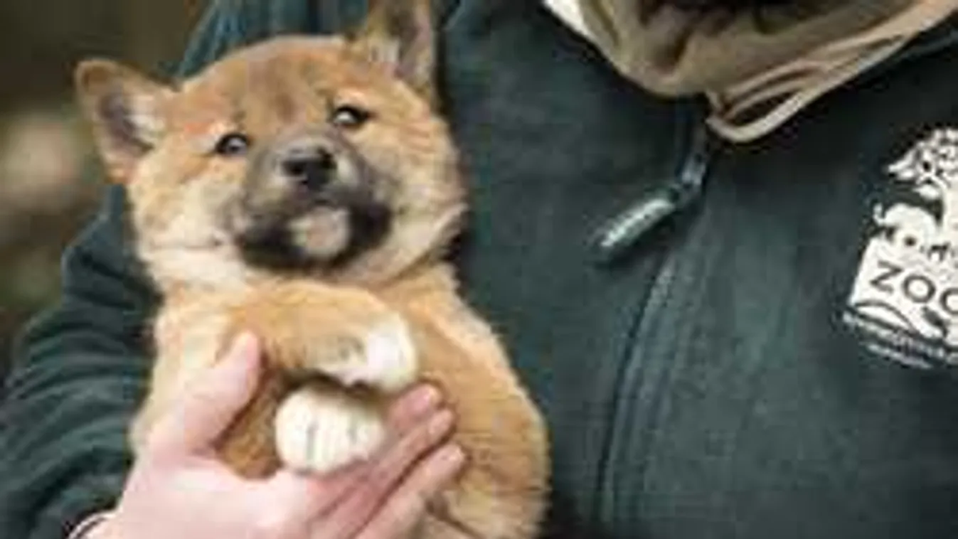 Ennél édesebbet nem látsz ma: dingó kölyök született az állatkertben - Fotók